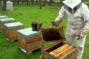 El Parlamento misionero sancionó una Ley que busca promocionar la producción local de miel