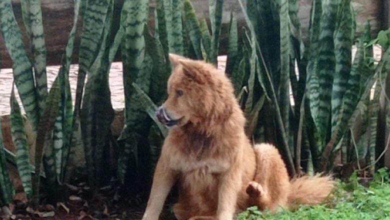 Maltrato animal: perro deambulaba con un alambre en el cuello en Eldorado