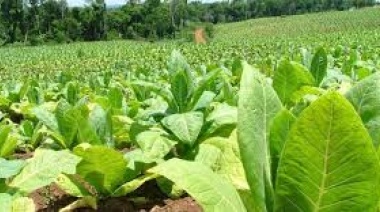 Nación acordó con productores y provincias la distribución del 80% del Fondo del Tabaco