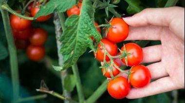 Tomates cherrys: trucos que seguro no conocías para cuidarlos con éxito