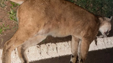 Atropellaron a un puma en el ingreso a Puerto Iguazú