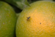 Mosca de la fruta: qué es, cómo identificarla y combatirla